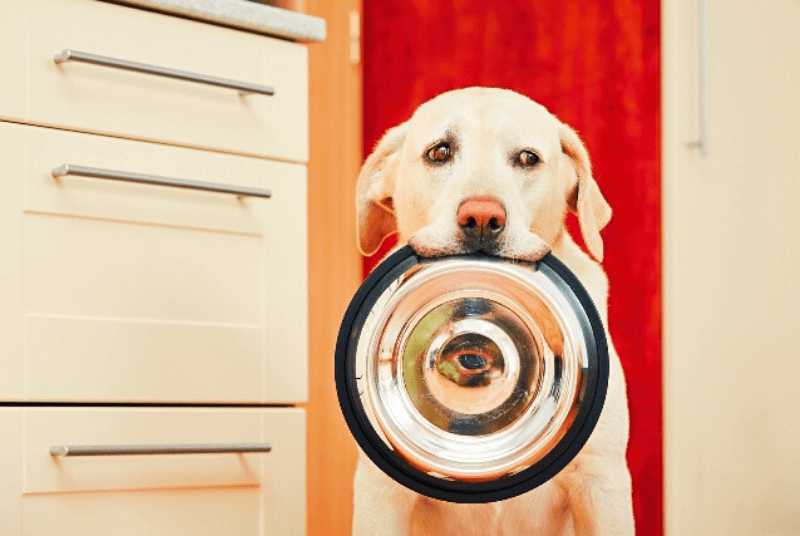 Treats for Dog Training: Is Dog a Good Way to Train Your Dog?
